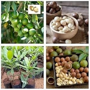 Macadamia Nut Live Plant Nut Fruit Live Plant World Costly Macadamia Nut HealthyLive Plant For Outdoor Living Plant Gardning Native Australia,Creamy, Buttery Nuts For Home Garden (1-2 Feet Size) (B0D8BSRJGN) Amazon Price History, Amazon Price Tracker