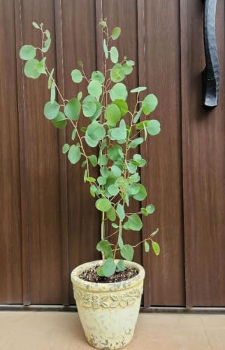 ポポラス 鉢植え」の人気商品一覧・価格比較 - 価格.com
