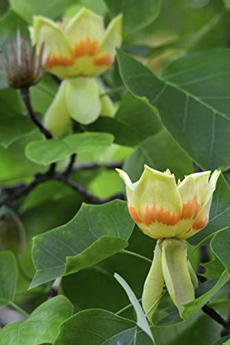 Tulpenbaum, Tulpenbaum, Baumsamen (Fast, Auffälliges Fall-Farbe, Hardy) (10) - Image 6