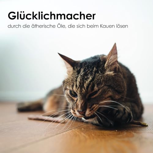 LucyBalu® 6x Matatabi Sticks für Katzen | Katzen Zahnpflege Natur |Kauknochen für Katzen Mundgeruch | Katzen Sticks aus Matatabi Holz | Katzen Zahnbürste | Matatabi Katzenspielzeug Selbstbeschäftigung