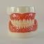 Full Denture Model (white)