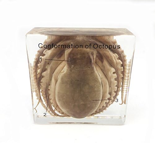 Octopus Specimen（3" x 3" x 1"）
