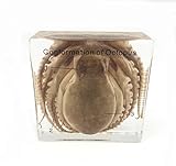 Octopus Specimen（3" x 3" x 1"）