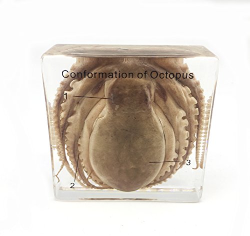 Octopus Specimen（3" X 3" X 1"） #TOP10