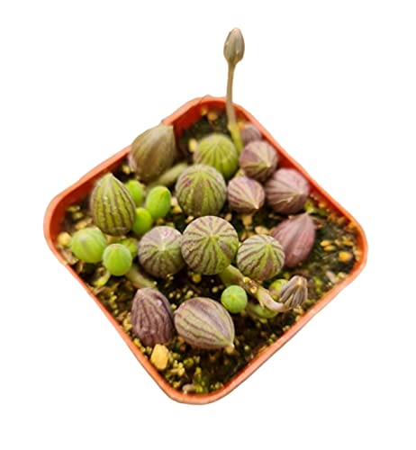 USKC Live Trailing Plants String Plants (2”Pot String of Watermelons)