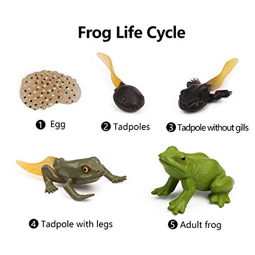 UANDME Life Cycle Figurines of a Monarch Butterfly and a Frog Realistic Education Insects Life Stages Figures for Learning and Teaching Aids