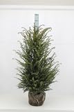 15 Taxus baccata 80-100cm ohne Ballen gemessen–...