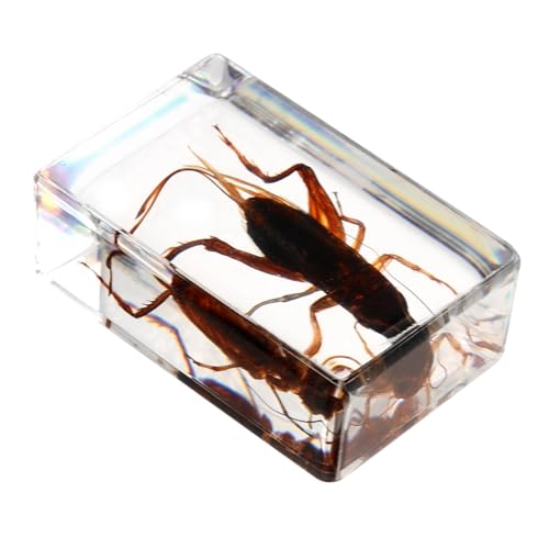 TOPPERFUN Insect Specimen Cricket Specimen Preserved Animal Specimens Education Specimens Cricket Collection Science Education Supplies Creative Specimen Science Collection Resin