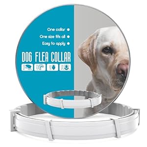 Flea and Tick Prevention for Dogs – Flea Collar