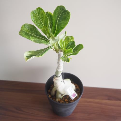 ITANSE アデニウム オベスム 斑入り Dang Rung Thong 4号 1個売り 観葉植物 塊根植物 コーデックス 学名: Adenium obesum タイプ: キョウチクトウ科 別名: 砂漠のバラ デザートローズ オベサム タイ原産 葉に明る