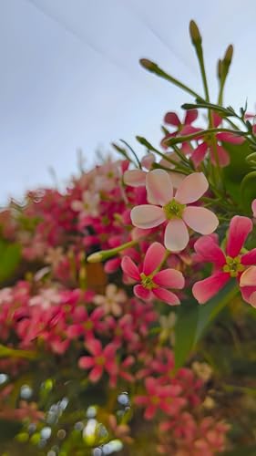 Image of Live Madhu-malti creeper plant, Outdoor Live Hybrid climbing Flowering Plant, Combretum indicum (मधुमालती) Flower Plant with black premium pot