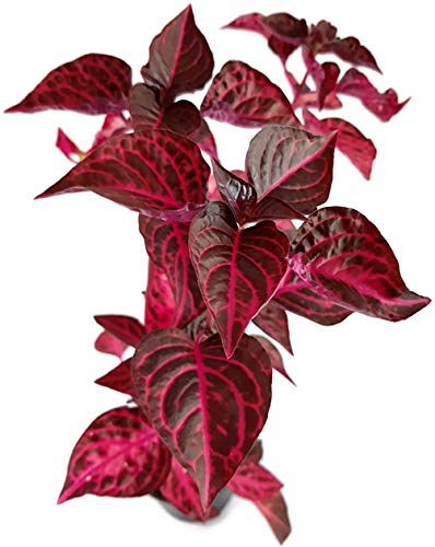 Fangblatt - Iresine herbstii - das Blutblatt mit roten und purpurfarbenen  Blttern - pflegeleichte Zimmerpflanze fr einen sonnigen Fensterplatz in  der Wohnung, Balkon oder Terrasse : Amazon.de: Garten