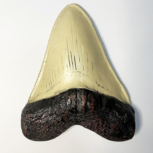 Image of Carcharodon Megalodon Tooth Replica with Serration-Shark Teeth Fossil Collection,5.1 inches (Yellow)