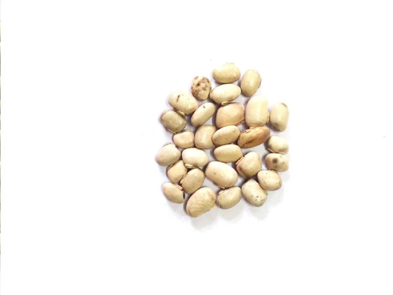 vinarghya – White Kaunch Seed/Safed Kaunch Beej/Mucuna Pruriens/Kapikachchhu/Konch/Gonca/Kavach/Tatgajuli/Banar Kakua/Naikuruna/Baikhujnee/Poonaikkali/Doolagondi – 200gm