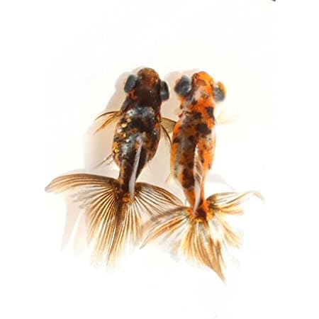 Amazon 金魚 トリカラーオランダ 5ｃｍ 1匹 生体 川村淡水魚販売 観賞魚 水中生物 通販