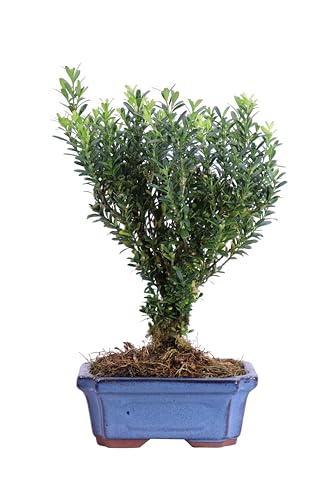 Pianta di Bonsai Deco pianta da interno pianta di Bonsai ornamentale pianta di Bonsai in vaso di terracotta decorata pianta di Bonsai vera venduta da eGarden.store (Buxus Microphylla Faulkner)