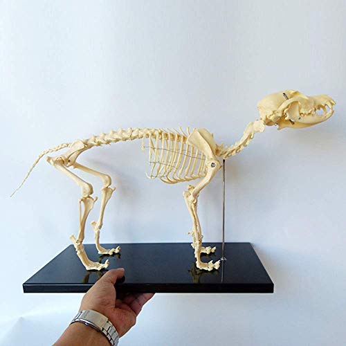 LBYLYH Hundeknochen-Probe-Vorlage, Tieranatomie-Bildungsvorlage, Hund Anatomie-Muster, Humanbiologie-Tierarzt-Werkzeug, 50 × 30 cm