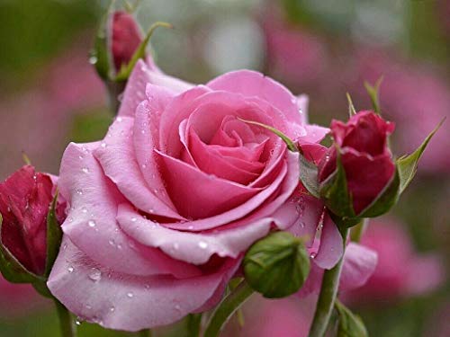 100+ Mixed Multicolored Rose Flower Seeds Perennial Flowers Rare Plants Garden Bonsai #TOP6