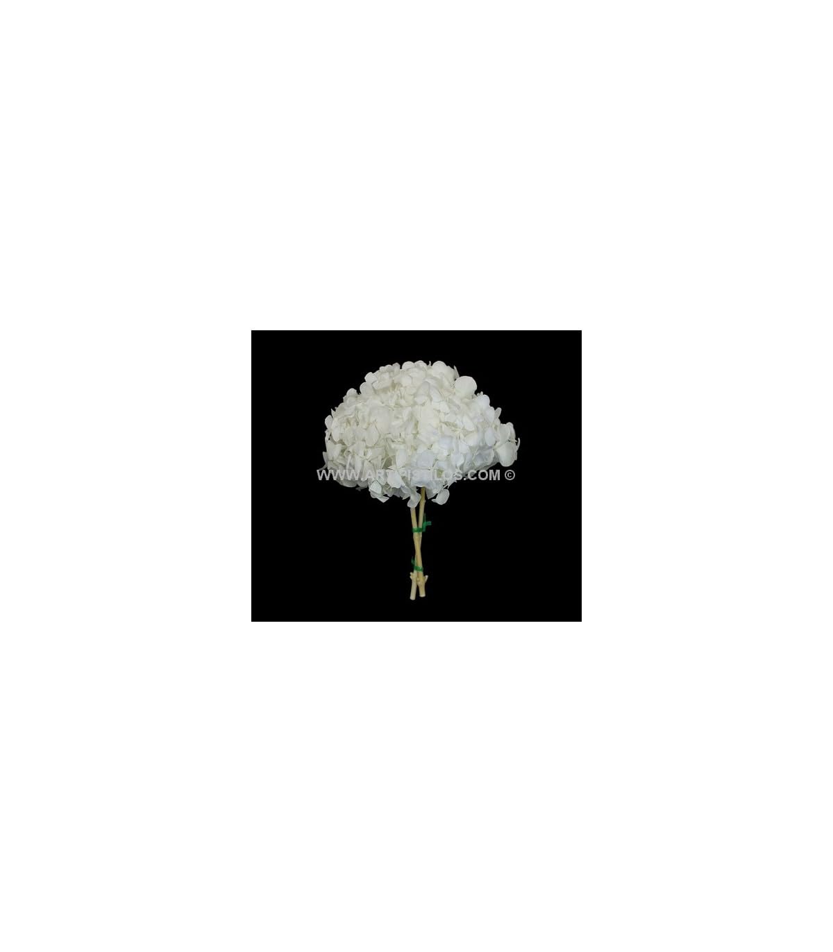 Hortensia Preservada En Ramo - 25 X 23 Cms. Por Ramo, Blanco - Flores Preservadas