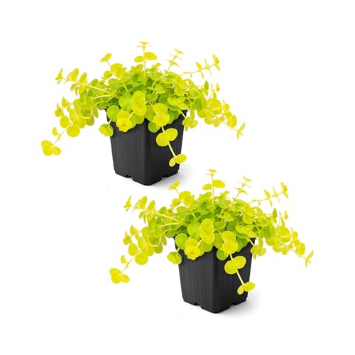 Creeping Jenny Live Plant (Lysimachia nummularia) - 2 Plants Per Pack - Healthy Trailing Perennial - Beautiful Accent Plant - 6' Tall by 4' Wide in 1 Pt Pot