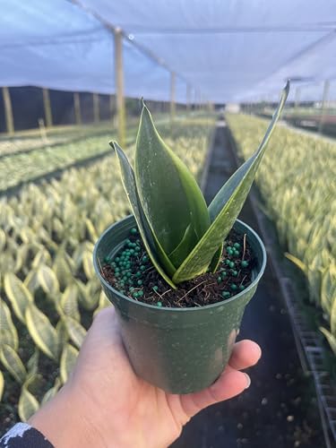 Compact Bird’s Nest Snake Plant - Sansevieria Hahnii - Low-Light Indoor Plant - Air-Purifying Houseplant - Easy Care Plant in 4-Inch Pot