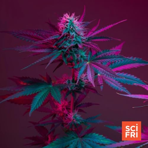 Why cannabis&rsquo;s health effects are so hard to study