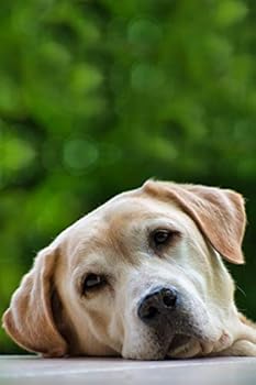 Labrador Retriever Dog Pup Puppy Doggie Notebook Bullet Journal Diary Composition Book Notepad - Very Bored: Cute Animal Pet Owner Composition Book ... Quad Ruled Graph Paper Pages in 6” x 9” Inch