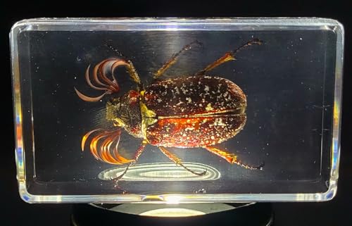 Image of 2.9 inch Real Pine Chafer Eyelash Beetle in Crystal Clear Lucite Resin Paperweight Specimen Preserved Polyphylla Fullo Insect Bug Taxidermy Crafts Collection for Biology Science Education Display Supplies