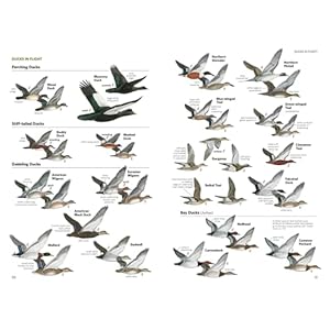 National Geographic Field Guide to the Birds of North America 7th Edition Paperback–Illustrated September 12 2017