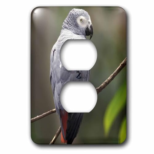 Bouchon de prise Perroquet Gris d'Afrique 3dRose lsp_83574_6 Adam Jones Na02 oiseau tropical