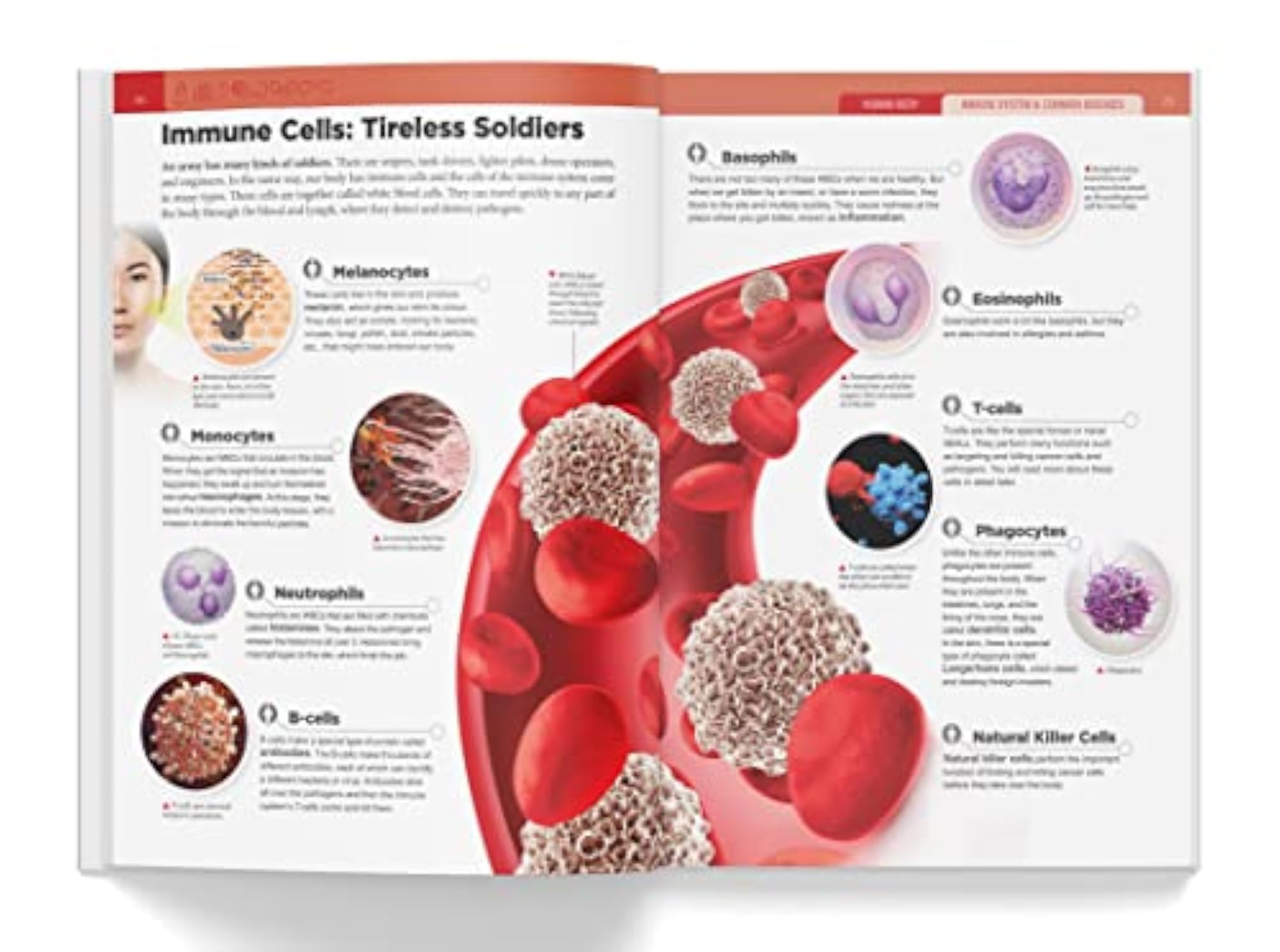 Knowledge Encyclopedia - Human Body