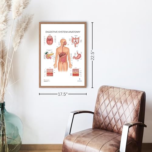 Image of Anatomy Lab Human Digestive System Anatomy Poster, LAMINATED, Anatomy and Physiology, 17.3 x 22.5 Inches, Body System Diagram, Anatomical Chart for Education Learning and Students | Laminated Anatomical Chart for Education and Learning, 17.3 x 22.5 Inches