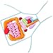 chiwanji Delantal de órganos Insights Fisiológicos Utensilios Educación de Anatomía Juguete Partes del Cuerpo Interno