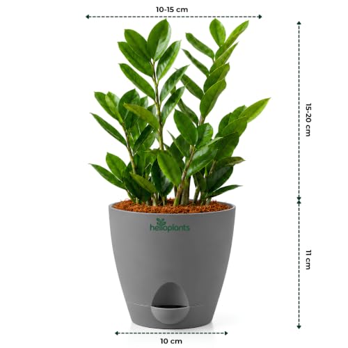 Image of Zamia Green ZZ Plant Zamioculcas Zamiifolia Indoor Live Plant Air-Purifying Decor for Office and Home in a 4-Inch Self-Watering Matte Grey Pot