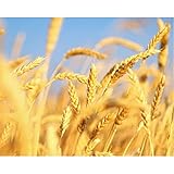 QUADRATBOHRER: Diamanten sind kristallklar und wirken stark dreidimensional. Perfekte Farbanpassung, es ist heller und heller als Harzdiamanten. Der Diamant hat einen 9/13-Abschnitt (je nach Malstil wird die Menge der Diamanten jeder Farbe zusätzlich 10 ％ -20% verschenkt).