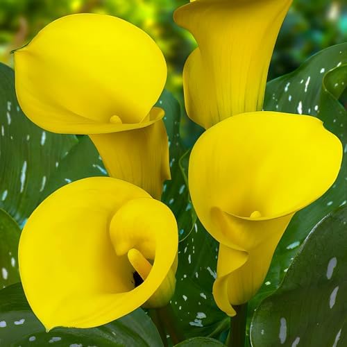 DUTCH BULBS EXCLUSIVE PLANTS FROM HOLLAND