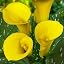 5 Yellow Calla