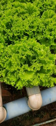 2.000 Sementes Importadas de Alface Crespa Cida Peletizada