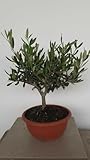 L'ulivo è riconosciuto a livello universale come simbolo di pace, sapienza e saggezza,amato anche nella storia. Data la natura mediterranea della pianta, l’olivo è un bonsai che ama stare all’esterno, con una buona illuminazione costante. Ideale per arredare il proprio balcone o veranda. Molto apprezzata come idea regalo NB: PER “FOTO REALE” SI INTENDE UNA FOTO REALMENTE SCATTATA IN VIVAIO; DIMENSIONI COLORI E ALTEZZA POTREBBERO SUBIRE PICCOLE VARIAZIONI IN BASE ALLA STAGIONE DI ACQUISTO.