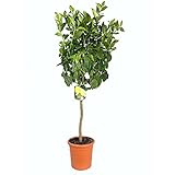 Ubicar en zonas de sol LIMON 4 ESTACIONES COPA M26 150CM LIMONERO CITRICO NATURAL LUNARIO