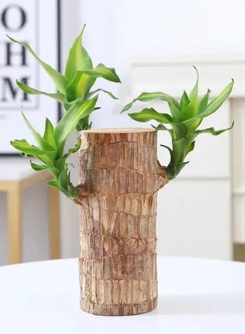 Bitrexup Green Lucky Brazil Wood Potted Plant, Healthy Indoor Live Lucky Brazilian Wood Plant for Living Room, Feng Shui Plant (without Pot) (pack of 1) (B0DGXF4XJK) Amazon Price History, Amazon Price Tracker