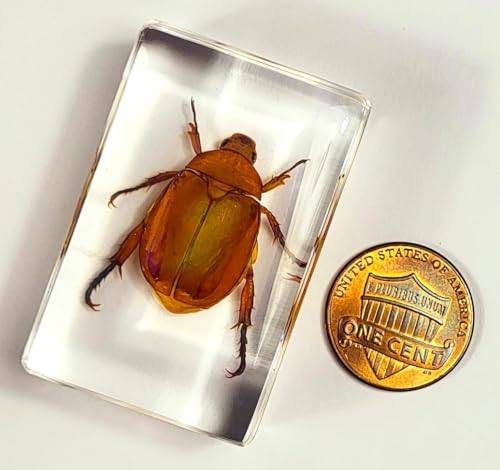 Image of 44mm Real Golden Christmas Beetle in Crystal Clear Lucite Resin Specimen Preserved Animal Insect Bug Taxidermy Collection for Biology Science Education & Desk Ornament Display