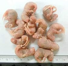 Please be aware of sellers other than our store! Domestic frozen pink mouse, M, 20 pieces will be sent by Tokyo Prosper International