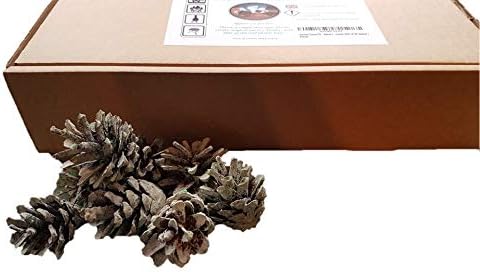 Aurora Cones™ - flame colour changing pine cones (Box of 30 approx.)