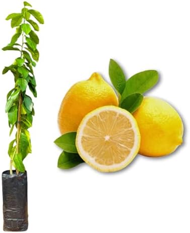 Muda de Limão Siciliano Enxertada - Rápida Produção - Produz em V...