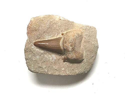 Image of Shark Tooth in Stone Fossil Prehistoric Specimen