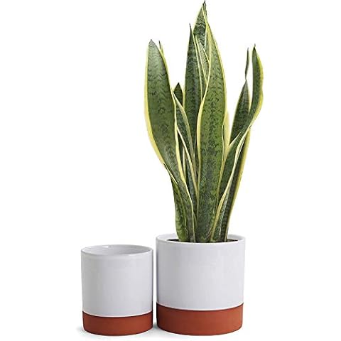 Belari Terra Cotta White Planters - Plant Pots Indoor - Ceramic Pots for Plants - Plant Pot with Drainage - Flower Pots Indoor - Snake Plant Pot / Succulent Pots (Terracotta Mid Century Planter Set) Cover