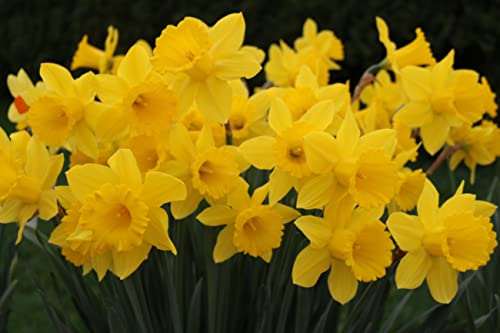 Daffodil Yellow Set of 10 Bulbs King Alfred Type
