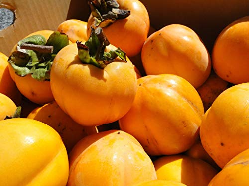 �����`�E�݂邵�`�p���Ԋ` ���m���Y �a�` �T�C�Y���܂��� ��20�s