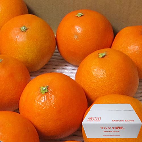 マルシェ愛媛 愛媛のまどんな (2Kg 小粒 家庭用)表面に傷やシミあり